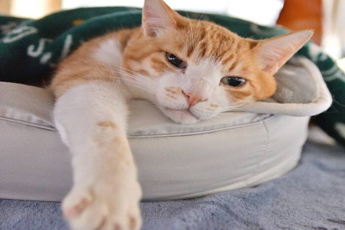 猫の長生きにつながる『寝床』の条件5つ　良い睡眠がもたらす効果や環境の整え方まで