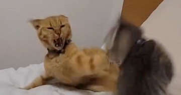 ウトウトする先輩猫にちょっかいを出した子猫→怒られた結果…まさかの『フリーズした光景』に「死んだフリｗｗ」「いませんよーってｗ」と爆笑