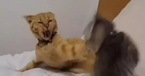 ウトウトする先輩猫にちょっかいを出した子猫→怒られた結果…まさかの『フリーズした光景』に「死んだフリｗｗ」「いませんよーってｗ」と爆笑