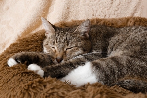猫が『最期を迎える』直前に飼い主がすべきこと5つ　後悔しないための準備や心構えの方法も