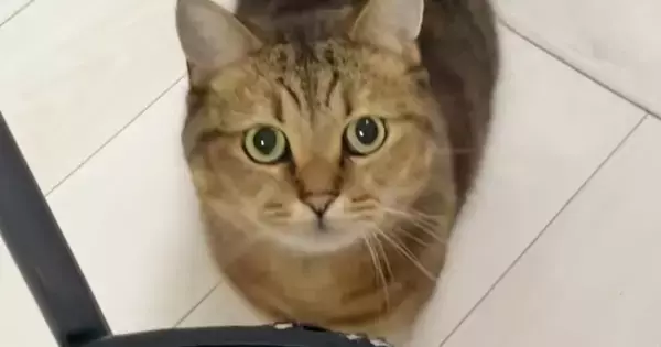 魚を焼いていると、近くにやってきた猫→椅子の上に乗って…『可愛すぎる行動』に癒される人が続出「目が輝いてるｗｗ」「すごい勢いで笑った」