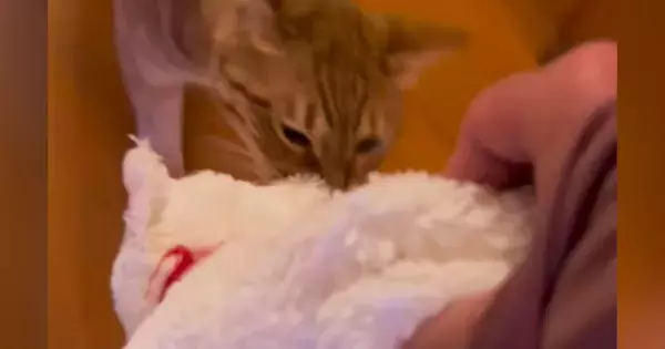 猫のお気に入りのぬいぐるみを持っていくと…『可愛すぎる行動』に笑顔になる人が続出「ほんとに好きなんだね」「人間の赤ちゃんみたい」