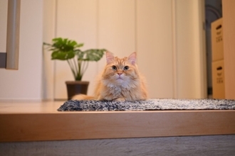 猫を見ていて『健気だなぁ』と思うシーン4選　愛らしい行動の心理や上手な接し方