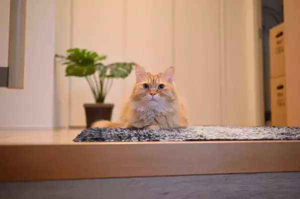 猫を見ていて『健気だなぁ』と思うシーン4選　愛らしい行動の心理や上手な接し方