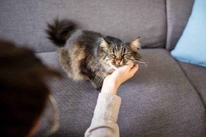 猫を見ていて『健気だなぁ』と思うシーン4選　愛らしい行動の心理や上手な接し方