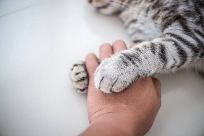 猫を見ていて『健気だなぁ』と思うシーン4選　愛らしい行動の心理や上手な接し方