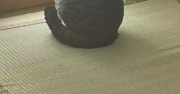 猫に破られた『障子』→破れた部分だけきれいに切り取った結果…『可愛すぎる光景』に9万5000いいね「猫見障子」「風情あるねｗ」