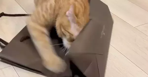 紙袋に狙いを定めた猫→全力で戦い始めて…想像以上に『激しいバトル』に笑ってしまうと反響「ストレス解消かなｗ」「かわいいｗ」