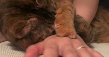 2日ぶりに飼い主と再会した猫→甘えん坊ぶりが爆発して…尊すぎる光景が20万再生「相当愛されてるねｗ」「なんて可愛いんだ」