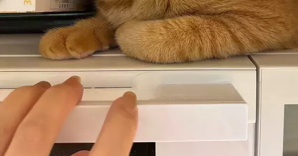 レンジの上に乗った猫を降ろそうとする飼い主→よく見ると…『まさかの光景』に「いたーｗ」「見上げちゃってる」と反響
