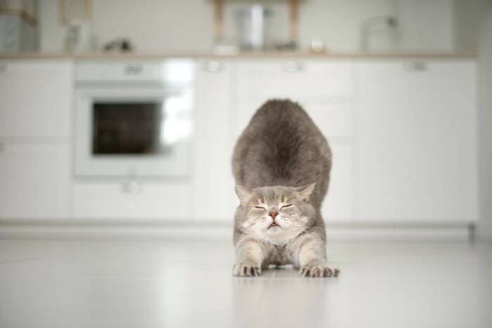 愛猫の危険な『キッチン』でのトラブル5つ　回避するための注意点も