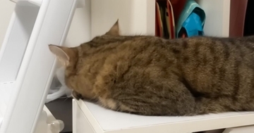 イタズラが見つかった猫→ママに叱られると…まさかの『ふてくされる様子』が可愛すぎると16万再生「人間味あるねｗ」「妙にいじらしい」