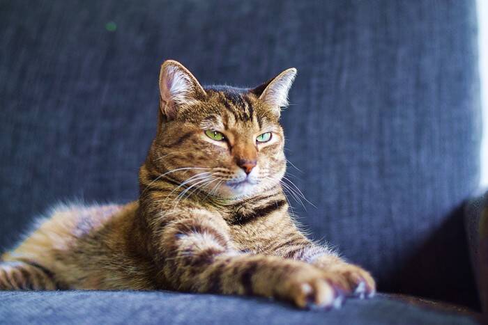 『眠っている猫』にやってはいけないNG行為３つ　信頼を失うリスクや起こりうる健康トラブルまで解説