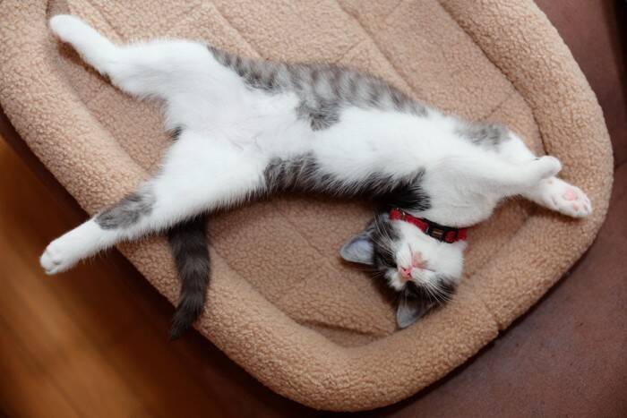 『眠っている猫』にやってはいけないNG行為３つ　信頼を失うリスクや起こりうる健康トラブルまで解説