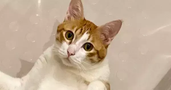 ふと『バスタブの中』を見ると、ネコが……まさかの体勢と大きさに「サイズ感に笑ってしまったｗ」「人が入ってる？ｗ」と2万7000いいね