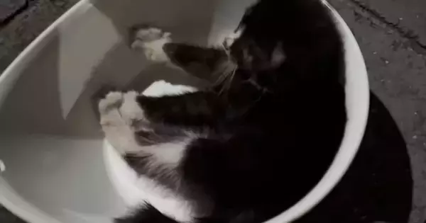 『かなり厳しい状態』家の前で倒れていた『子猫』を保護した結果……「涙なしでは見られない」「大きな愛を感じた」半年間の軌跡に感動の声