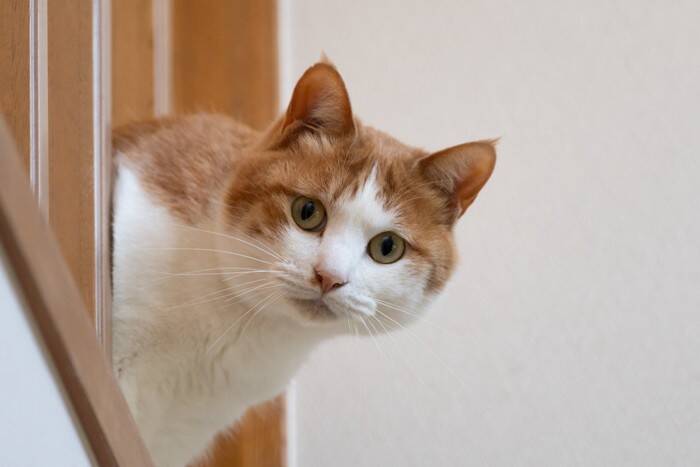 『好奇心が旺盛な猫』によく表れる行動3選　起こりうるトラブルから予防策まで