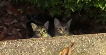 茂みからひょっこりと顔を出した『子猫』→声をかけると……まさかの出会いが27万再生「ジブリ感すごいｗ」「優しさが声に表れてる」
