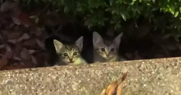 茂みからひょっこりと顔を出した『子猫』→声をかけると……まさかの出会いが27万再生「ジブリ感すごいｗ」「優しさが声に表れてる」