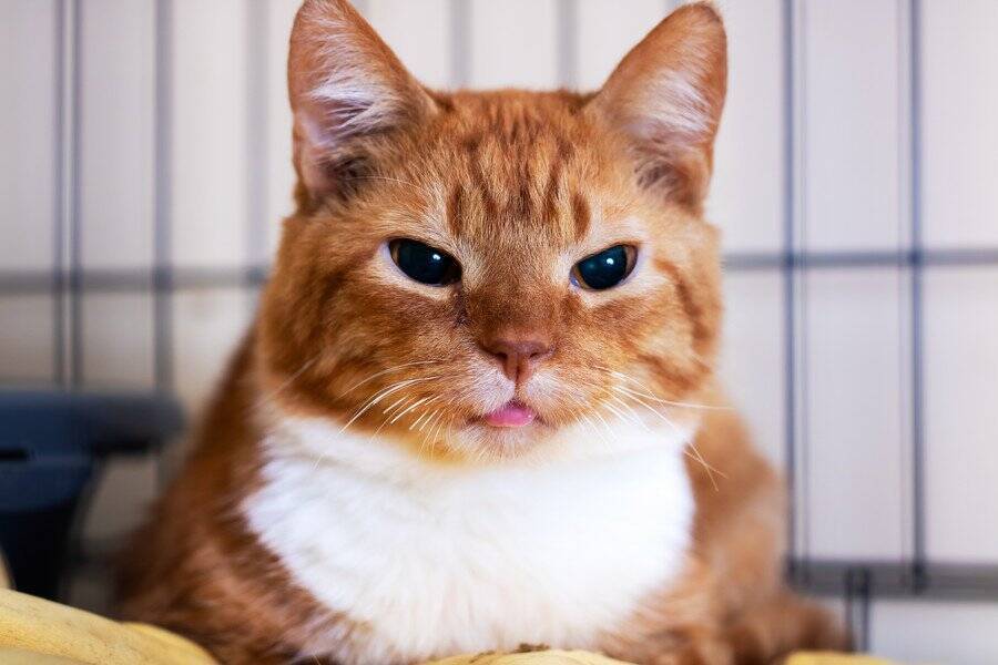 狂犬病対応のため「６ヵ月の長い隔離生活」を耐えた保護猫→盛大な「検疫卒業式」が開かれ、みんなから暖かい祝福を受ける　米国