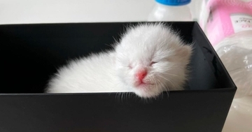 正体がわからないほど小さかった『目も開いていない赤ちゃん猫』を保護→４年後…見違えるビフォーアフターに感動の声「神々しい」「ええ話」