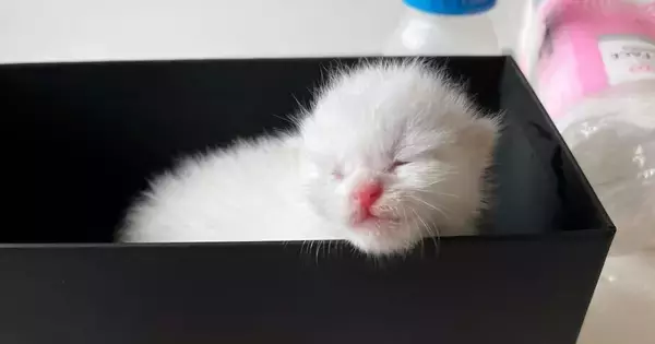 正体がわからないほど小さかった『目も開いていない赤ちゃん猫』を保護→４年後…見違えるビフォーアフターに感動の声「神々しい」「ええ話」