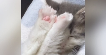 小さくて『ぬいぐるみのようだった子猫』が成長した結果…3年後の『激変した様子』が114万再生「おおお！」「とってもハンサム」と話題