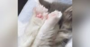 小さくて『ぬいぐるみのようだった子猫』が成長した結果…3年後の『激変した様子』が114万再生「おおお！」「とってもハンサム」と話題