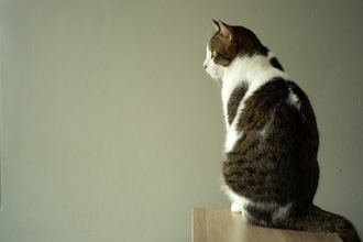 猫も『肩がこる』ことはあるの？考えられる原因や3つの解消法をご紹介