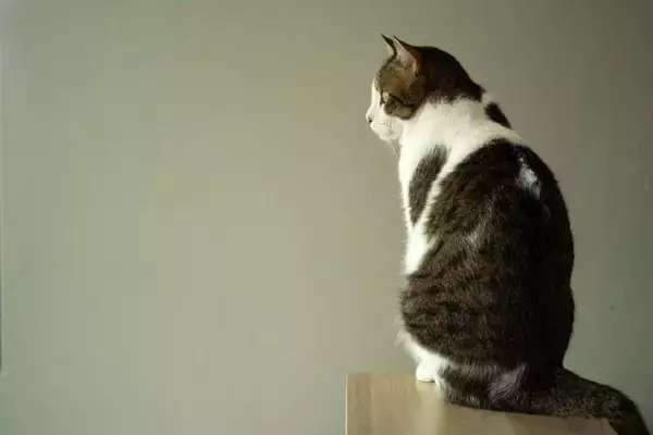 猫も『肩がこる』ことはあるの？考えられる原因や3つの解消法をご紹介