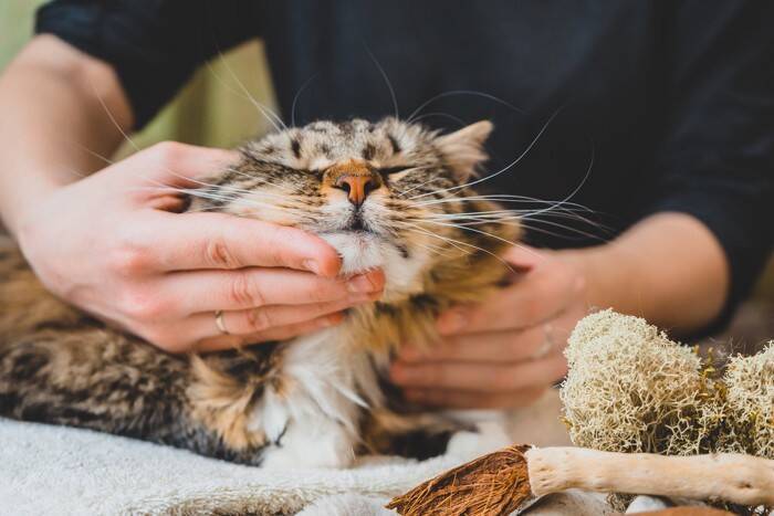 猫も『肩がこる』ことはあるの？考えられる原因や3つの解消法をご紹介