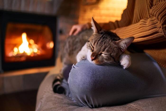 猫も『肩がこる』ことはあるの？考えられる原因や3つの解消法をご紹介