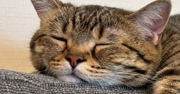 暖かくなってきた日、ソファで“ぺそっ”と眠っていた猫…完全に脱力しきっている光景が114万表示「とけてるぅー」「いい季節がきたねｗ」