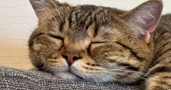 暖かくなってきた日、ソファで“ぺそっ”と眠っていた猫…完全に脱力しきっている光景が114万表示「とけてるぅー」「いい季節がきたねｗ」