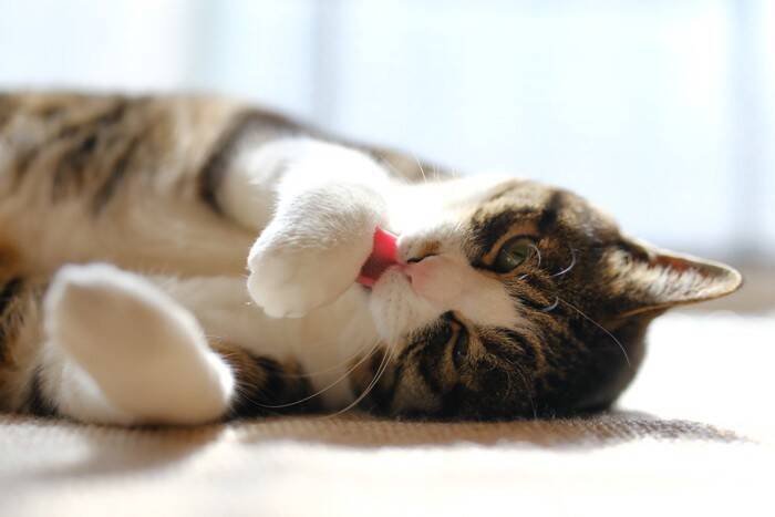 猫が急に『グルーミングしなくなった』ときに考えられる理由3選　注意すべきケースや取るべき対処法