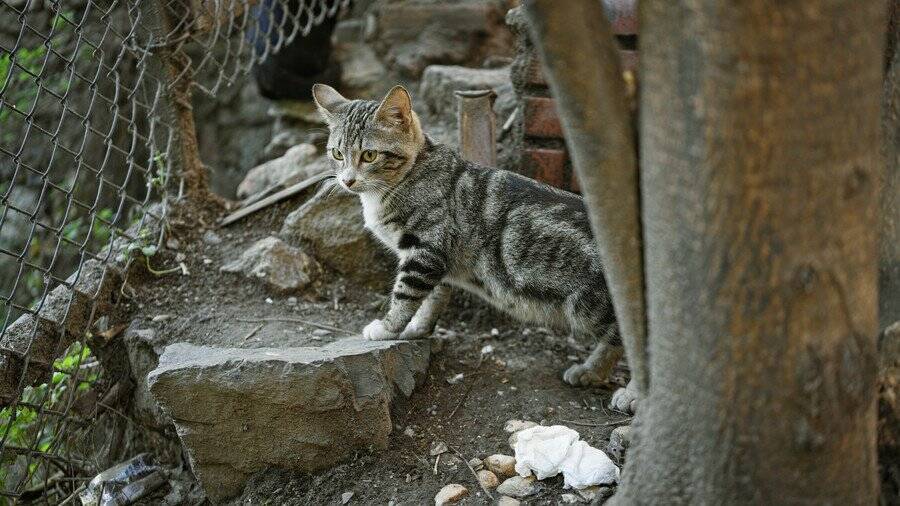 第2次世界大戦で、「ニュージーランド軍兵士」として参戦した母子猫　その数奇な運命を振り返る