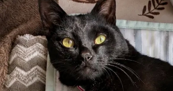AIで『猫にヨガパンツを履かせるやつ』に挑戦したら、黒猫が…思っていたのと違う『まさかの光景』に「下半身見た瞬間吹いたｗ」「やだｗ」