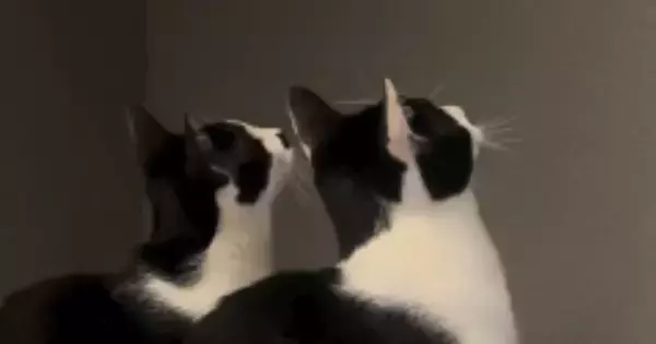 『おもちゃに夢中な2匹の猫』→他の猫も集まってきて…たまらなく可愛らしい様子が19万再生「すごい反応ｗ」「ハチワレ天国すぎる」