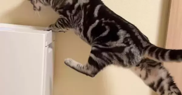 空気清浄機の上に乗りたいのに『足が届かない猫』→諦めずに頑張った結果…思わず応援したくなる光景が23万再生「がんばれーｗ」「笑ったｗ」