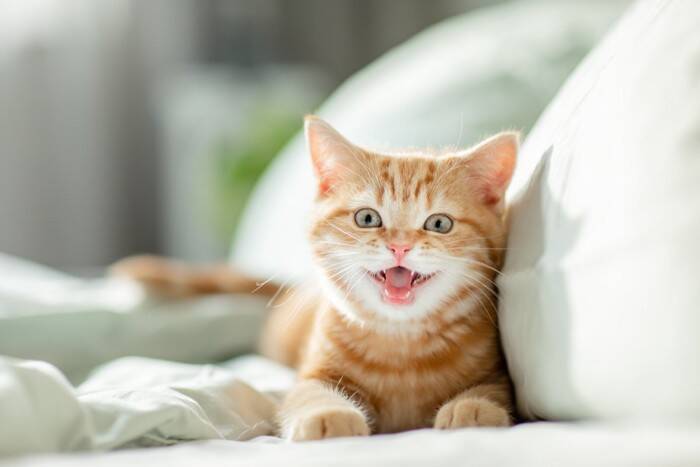 猫があなたに送っている『気づきにくい愛情サイン』5選　仕草に込められている意味や応え方のポイントまで