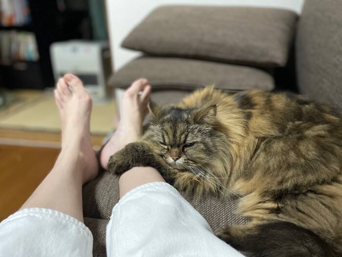 猫があなたに送っている『気づきにくい愛情サイン』5選　仕草に込められている意味や応え方のポイントまで