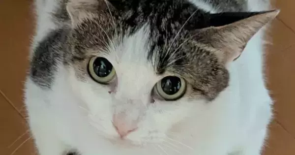 猫がくつろぎ始めると、左右のおててに『模様』が現れて…たまらなく可愛い光景に「ほんとだぁーー」「見せるためにある柄だね」と78万表示