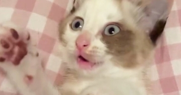 飼い主と遊んでいた子猫→突然『自分のしっぽの存在』に気づいて…まさかの反応に「気づいた瞬間の顔がたまらない」「猫生一周目」と17万表示