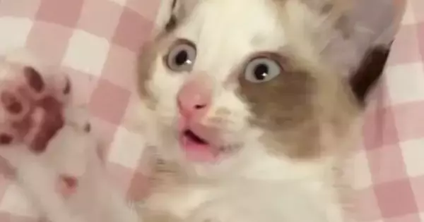 飼い主と遊んでいた子猫→突然『自分のしっぽの存在』に気づいて…まさかの反応に「気づいた瞬間の顔がたまらない」「猫生一周目」と17万表示