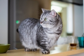 『大きくならない』傾向にある小さめな猫種4選　種類ごとの特徴や飼育のコツも解説