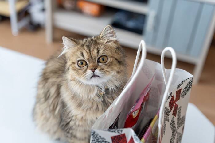 『大きくならない』傾向にある小さめな猫種4選　種類ごとの特徴や飼育のコツも解説