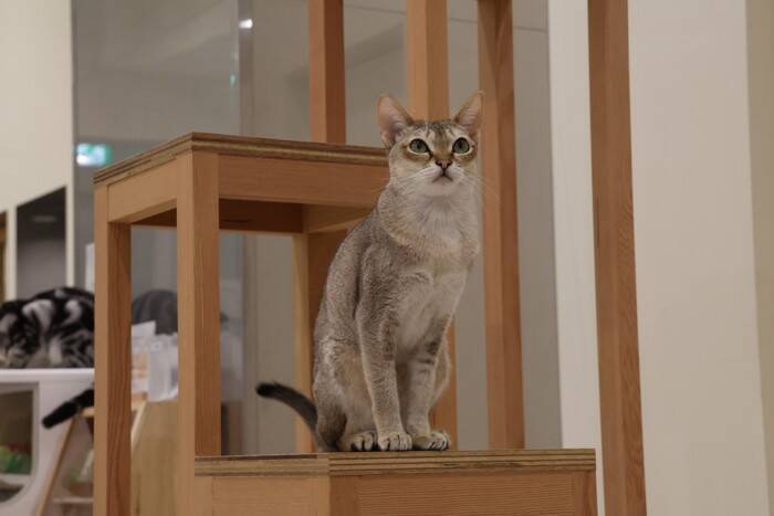『大きくならない』傾向にある小さめな猫種4選　種類ごとの特徴や飼育のコツも解説