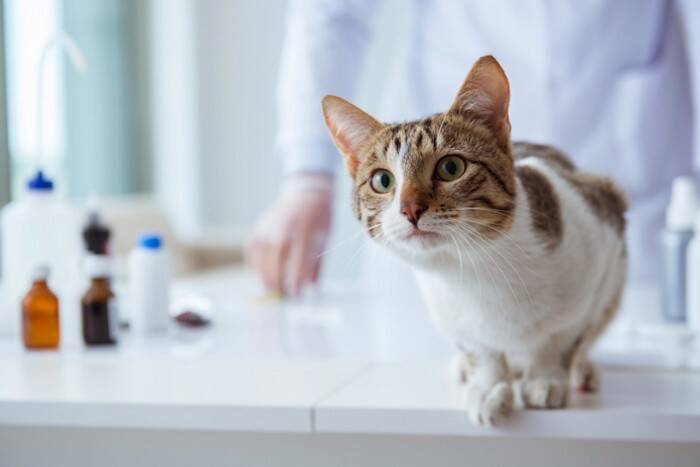 「腎不全は治せる時代へ？」話題の猫用AIM治療をやさしく解説【獣医師執筆】