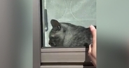 窓辺でくつろぐ猫→飼い主が外から『トントン』と合図を送ったら…100点満点のリアクションに「教科書に載るｗ」「完璧ｗ」と反響