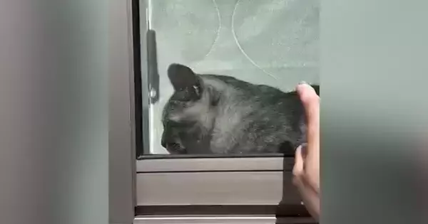 窓辺でくつろぐ猫→飼い主が外から『トントン』と合図を送ったら…100点満点のリアクションに「教科書に載るｗ」「完璧ｗ」と反響